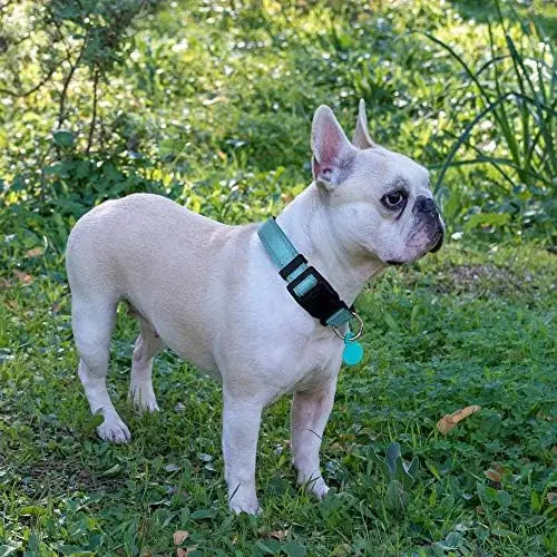 Soft padded reflective collar for dogs+ leash.