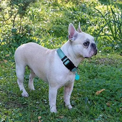 Soft padded reflective collar for dogs+ leash.