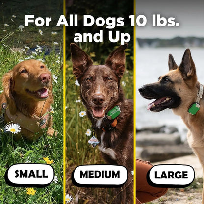 Dog Training Collar with Remote: